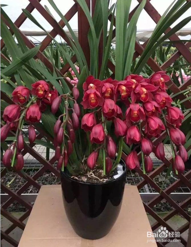 十几年养大花蕙兰经验分享