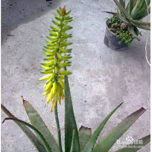 芦荟开花后会死吗？