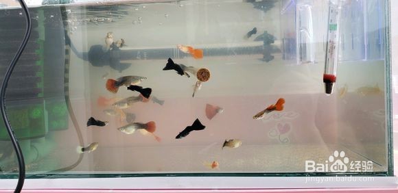 自己的孔雀鱼一胎才生十几条,原因有以下几点