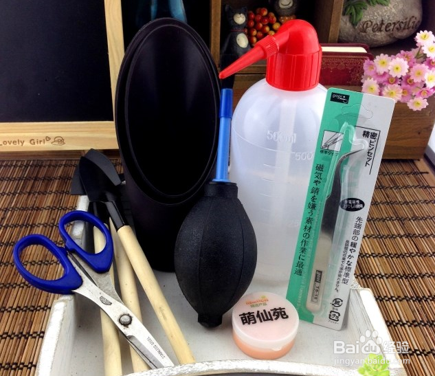 肉肉植物盆栽拼盘