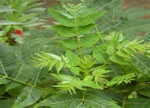 香椿面的另类做法