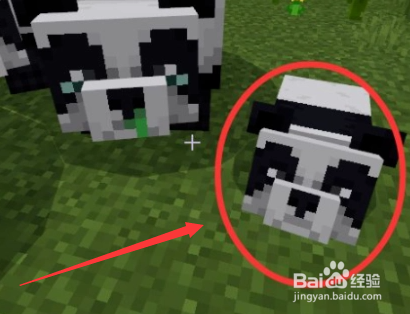 我的世界熊猫怎么养