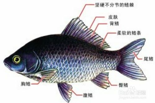 怎么样清理鱼