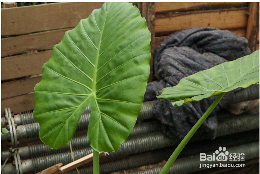 滴水观音植物怎么养