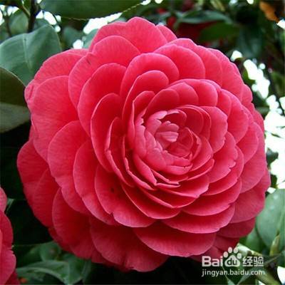 教你养红赤丹山茶花 百度经验