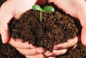 养花技巧有哪些？