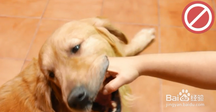 如何帮狗狗按摩