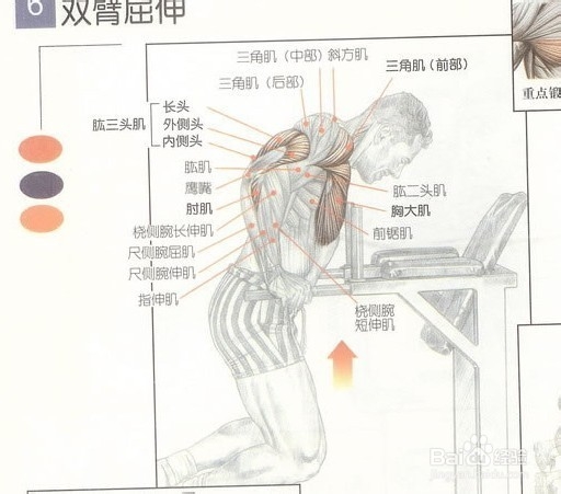 有什么动作可以练胸肌