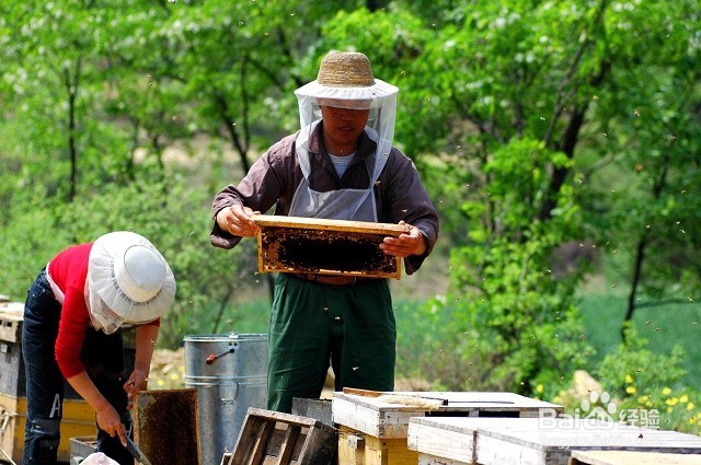 如何养蜂?养蜂的方法?