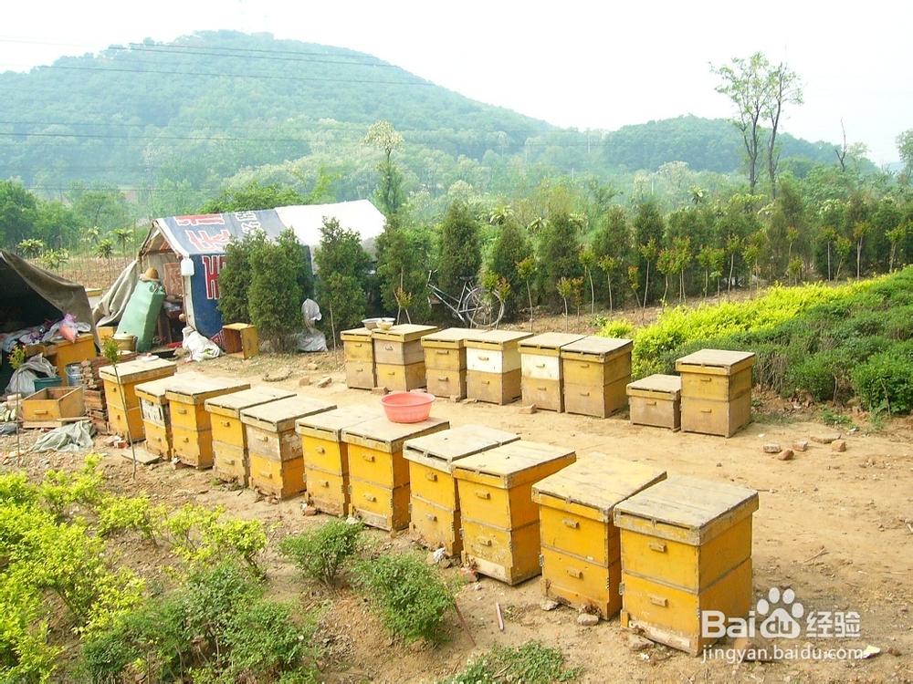 纯天然蜂蜜价格