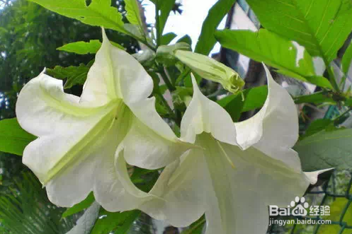 几种常见的家庭不宜存放的花卉