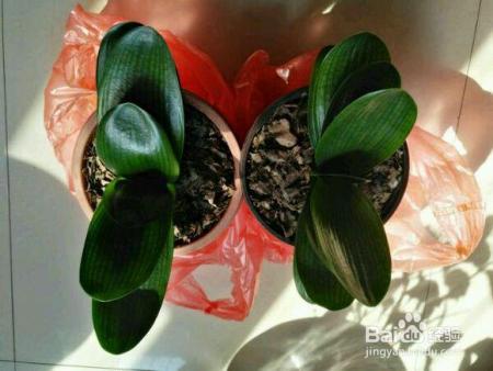 君子兰冬天就得这么养,不烂根、不黄叶,开花几十朵!