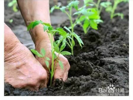 她把这个丢进花盆,植物不发黄不干枯多养好几年