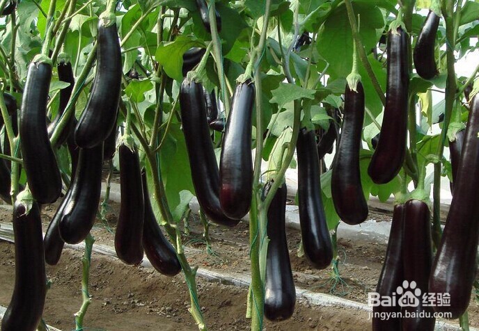 茄子落花落果的防治对策