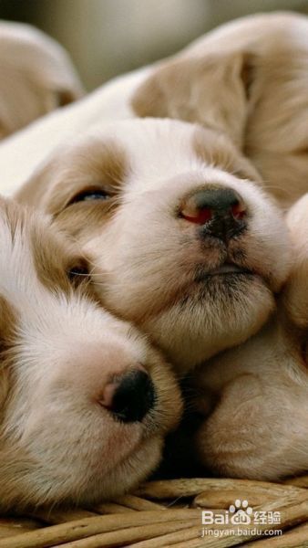 购买时如何选择健康的宠物犬