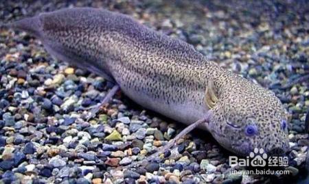 肺鱼这种不吃不喝冬眠四年的功夫，人类为什么不学一学？