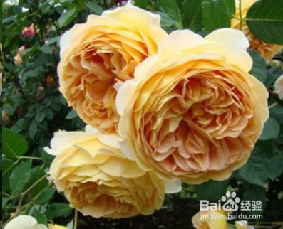 蓝妖：不可错过的经典灌木月季品种介绍