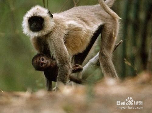 怎样帮助宝宝减轻对动物的恐惧？