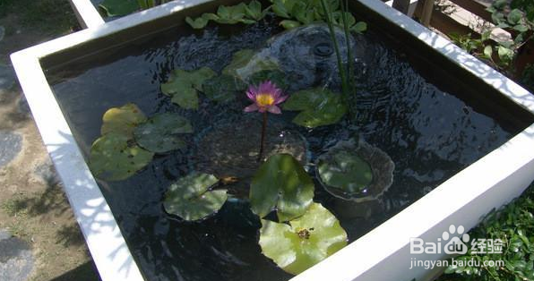 泥水养鱼如何保持水清