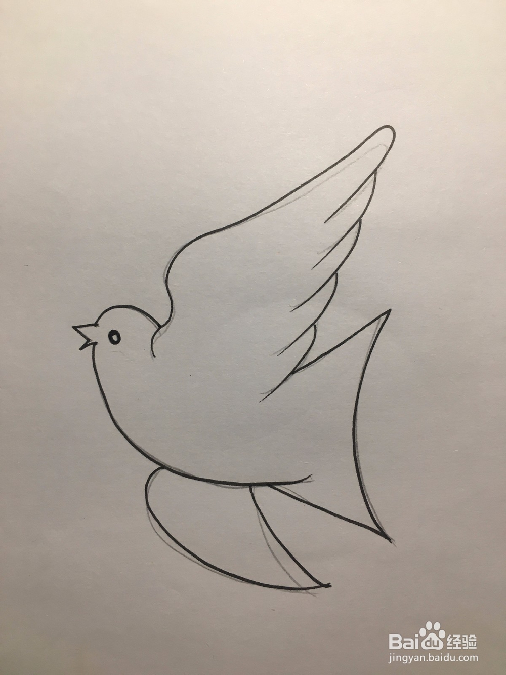 儿童美术 鸽子简笔画 鸽子涂鸦画