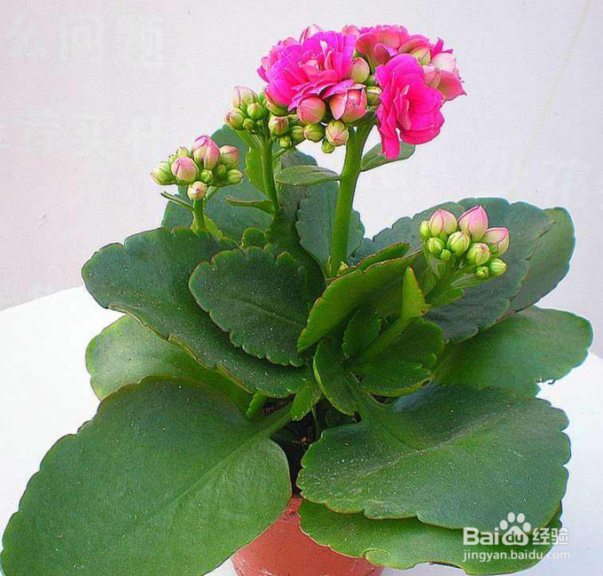 长寿花生虫怎么去除