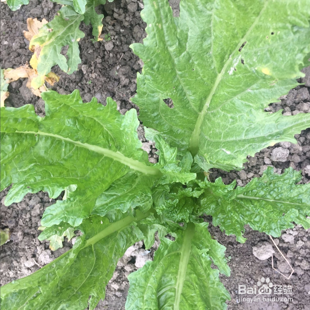 十一月末的时令蔬菜