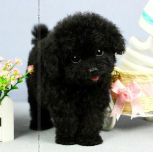 贵宾犬的种类价格