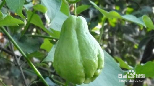 伊佛手的功效与食用方法