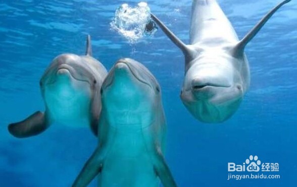 游泳怎么换气之蛙泳