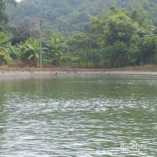 池塘养鱼的方法和技巧