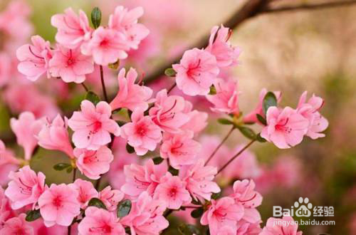 金佛山杜鹃花赏花路线