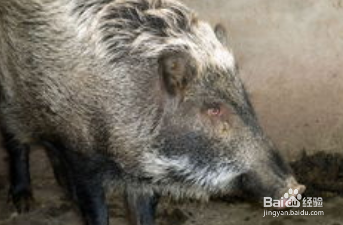 野猪如何容易中套