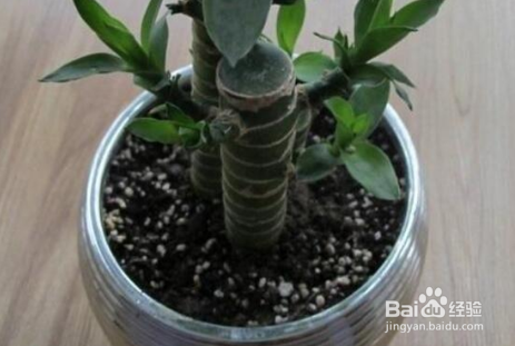 富贵竹生根后怎么养