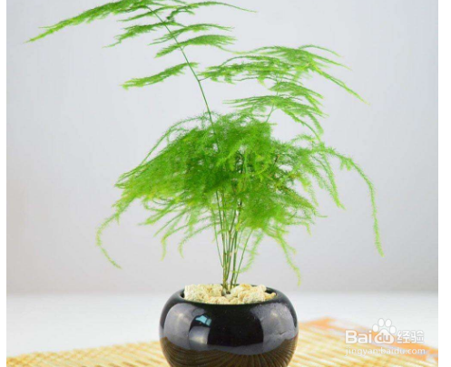 文竹养护中需要注意哪些问题？