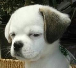 养宠物什么宠物好