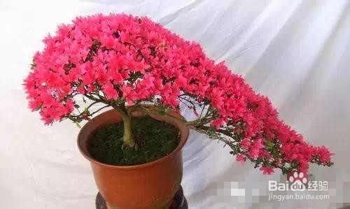 爱好养花,怎么样把花给养护好呢?太全了!赞!