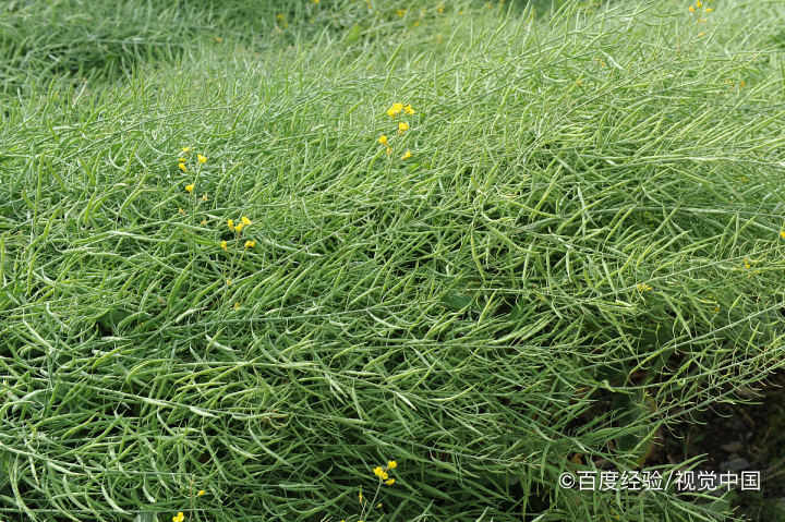 阳台种植蔬菜的技术和方法
