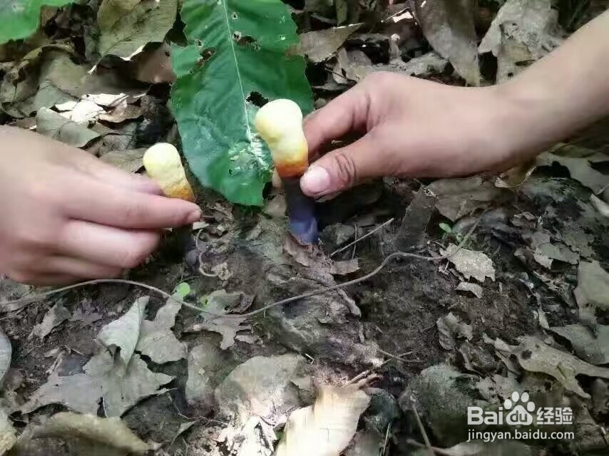 灵芝烘干机的技术特性灵芝热泵烘干机程序设定