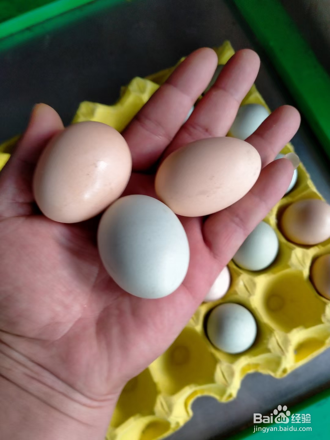 如何辨别土鸡蛋?