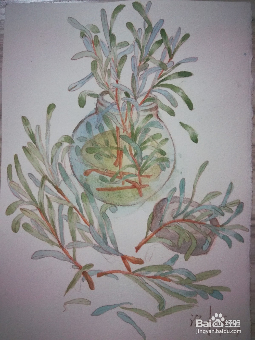 植物水彩速写练习