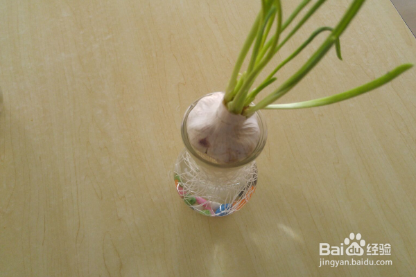 大蒜怎么水培有观赏价值呢
