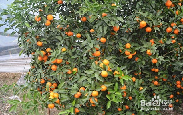 影响砂糖桔甜度的主要因素及膨果增甜着色的方法