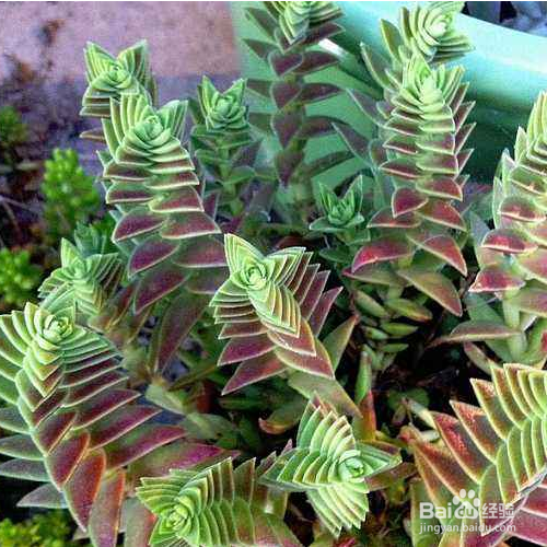 茜之塔多肉怎么养?