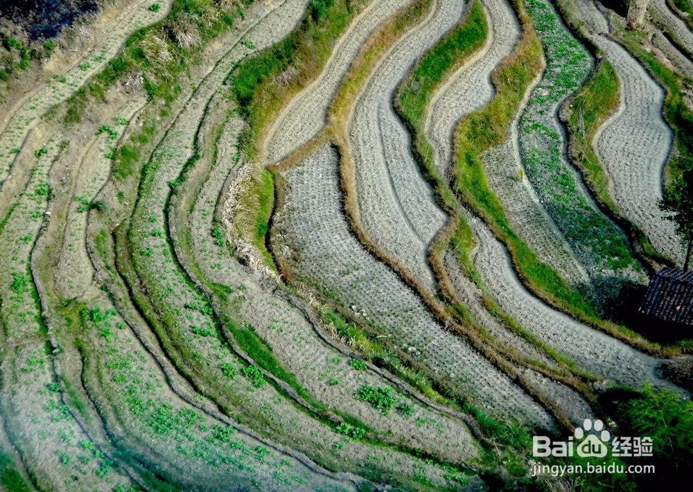 三七价格多少钱一斤,现在的行情怎么样?