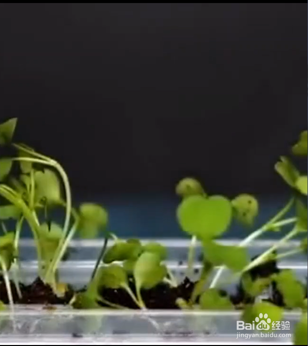 怎样正确使用冰格