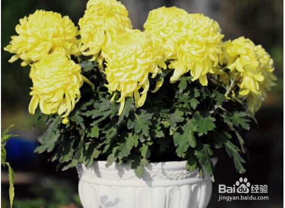 菊花的养殖方法