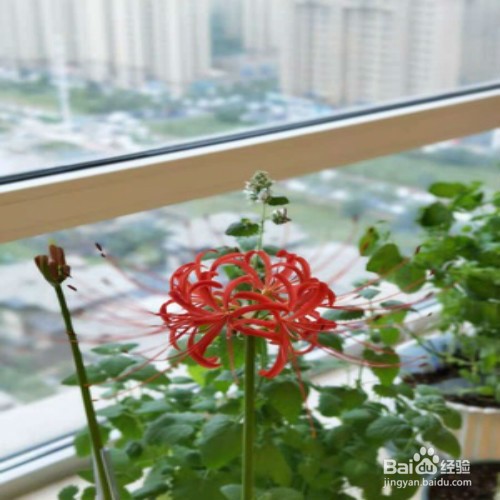 如何养好彼岸花