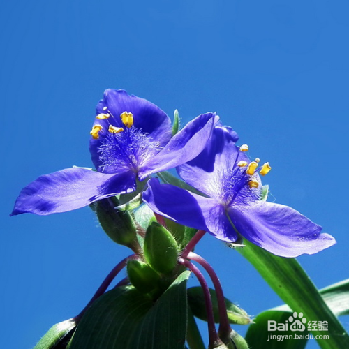 紫露草为什么叶子变黄了?