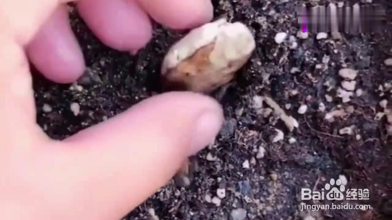 如何用芒果核种出盆栽？