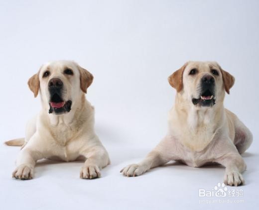清明节假期间爬泰山需要做好哪些准备